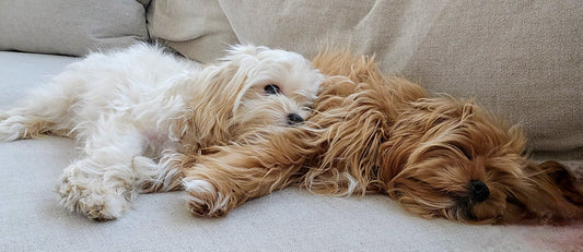 Why Regular Grooming is the Secret to a Healthier, Happier Pet