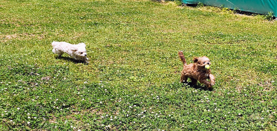 The Heart Behind Curlipoos: Where Love for Pets Meets Purpose
