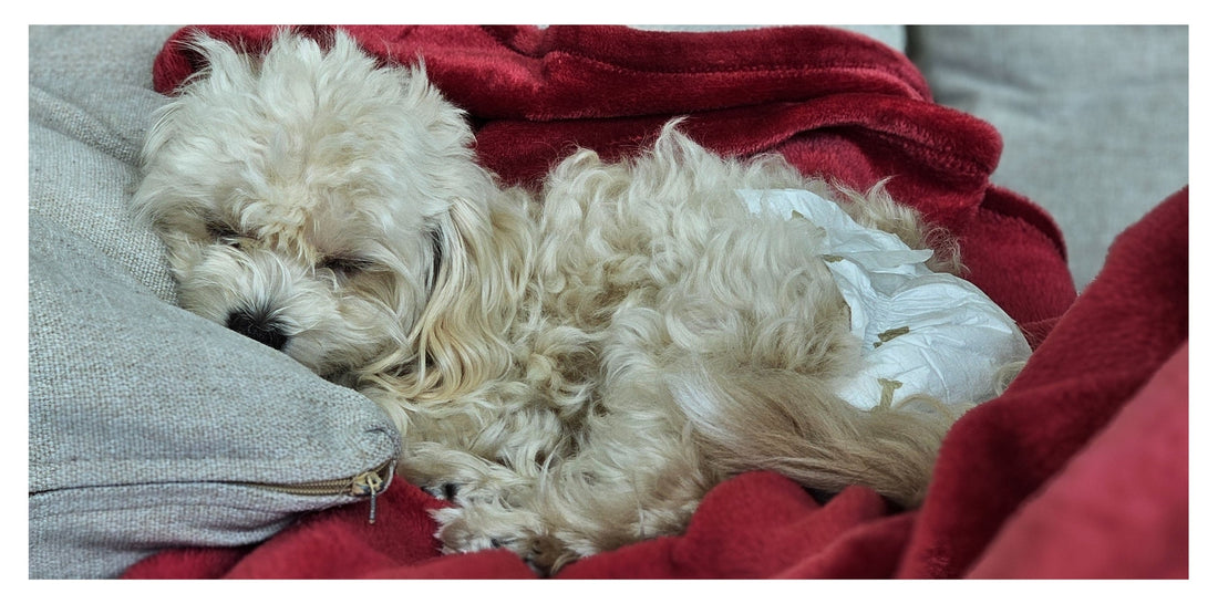 Managing a Dog in Heat When You Have Other Dogs at Home