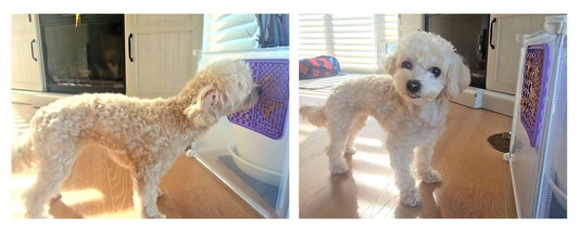 The Benefits of a Lick Pad for Dogs: A Simple Tool for a Happier, Calmer Pup