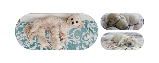 Malla’s Two Little Surprises (And What We Learned About Dog Pregnancy)