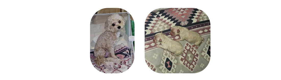 Preparing for Puppies: Everything I Wish I Had Ready Before My Dog Gave Birth