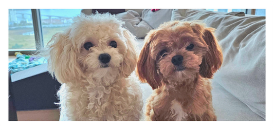 Why Does My Dog Bark on Walks? (And What You Can Do About It)