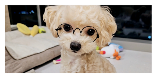 Apartment Living with Dogs: How to Create a Happy, Cozy Home for You and Your Pet