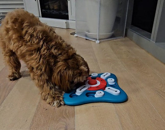 Keeping Your Dog’s Brain Sharp: Fun Activities & Products for Mental Stimulation