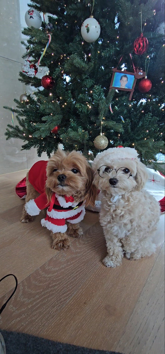 The Moments We Keep: Making Memories With Our Dogs