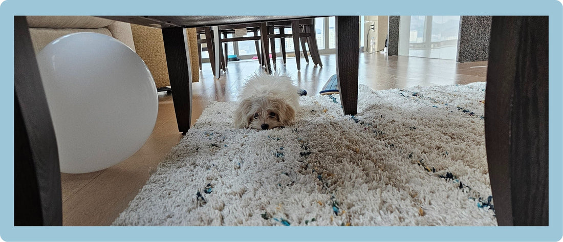 How to Create a Happier, Healthier Life for Your Pet at Home