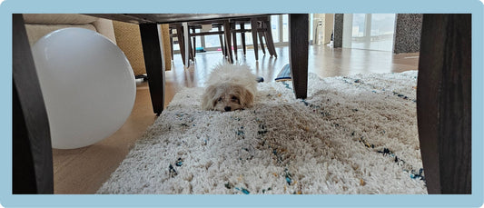 How to Create a Happier, Healthier Life for Your Pet at Home